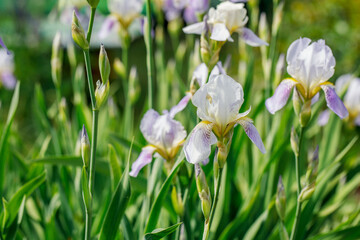 Fototapeta premium Purple and white iris flowers close-up on a sunny summer day. Beautiful garden plants of Russia. 