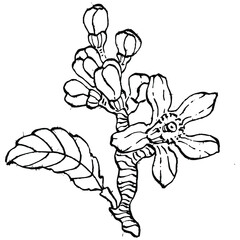 lemon isolated on white background.  Organic essential oil engraved style sketch. Beauty and spa, cosmetic ingredient. Great for label, poster, flyer, packaging