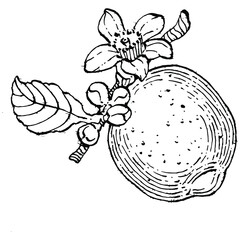 lemon isolated on white background.  Organic essential oil engraved style sketch. Beauty and spa, cosmetic ingredient. Great for label, poster, flyer, packaging