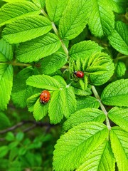 ladybug on green leaf