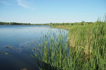 Fototapeta premium A view of the lake and grass growing by the edge.