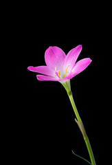 rain lily or zephyrlily, also known as cuban zephyrlily or rose fairy lily which bloom only after heavy rain, small tropical and ornamental pink flower isolated on black background