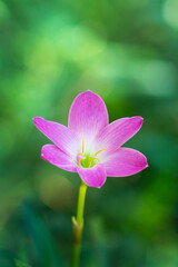 Fototapeta premium rain lily or zephyrlily, also known as cuban zephyrlily or rose fairy lily which bloom only after heavy rain, small tropical and ornamental pink flower on a natural background