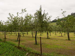 Fototapeta na wymiar Vistas del camino entre manzanos rodeados de paisaje verdes de naturaleza y medio ambiente saludable en Panes ,Asturias verano de 2020