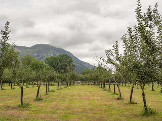 Fototapeta na wymiar Vistas de los manzanos integrados en los paisajes verdes de naturaleza y medio ambiente saludable en Panes ,Asturias verano de 2020