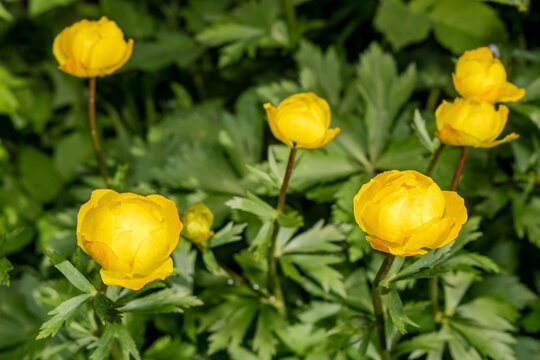 Globe-flower (Trollius europaeus) in garden