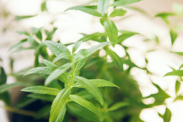 Close up photo of Aloysia citrodora, lemon bee-brush, lemon verbena growing on the balcony in a pot. Selective focus and natural light photo