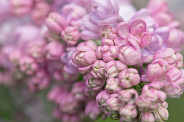 persian lilac flowers. Beautiful spring background of flowering lilac. Selective soft focus, shallow depth of field.