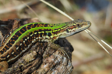 Lucertola campestre (Podarcis siculus) ritratto su sfondo chiaro