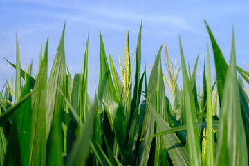 Fototapeta na wymiar close-up green leaf corn shoots in agricultural field on blue sky, blooming corn shoots