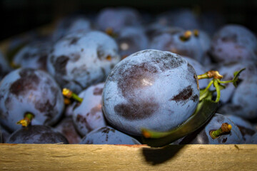 Lots of plums picked in a crate. A crate full of plums.