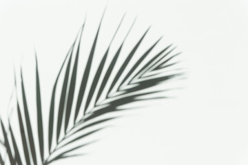 Fototapeta premium Shadow palm overlay background. Blurred shadow of a tropical branch of a palm tree on a white light wall on a sunny day.