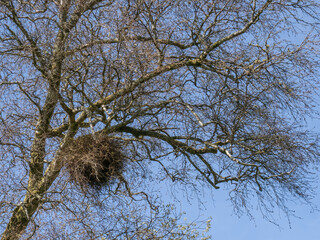 Witches' broom, a tree deformity caused by a fungus or other stresser. Devon, England.
