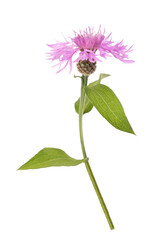 Pink centaurea flower
