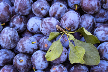 Ripe plums. Freshly picked plum fruit with a few leaves. Plum background.