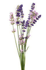 Lavender flowers bunch