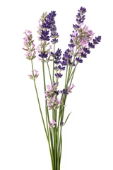 Deurstickers Lavender flowers bunch © Scisetti Alfio