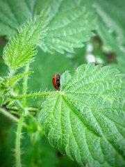 ladybird on a leaf