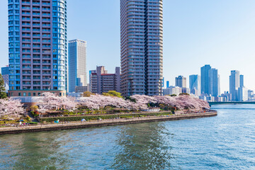 Fototapeta na wymiar 桜咲く東京都市風景