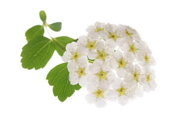 Spirea flowers