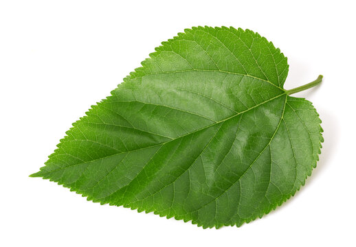 Green Mulberry leaf