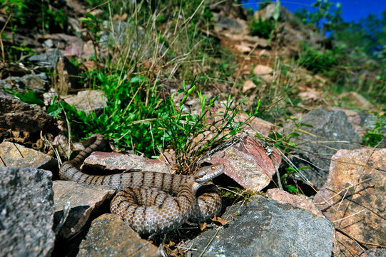 Aspisviper (Vipera aspis aspis) - Schwarzwald // Asp viper (Vipera aspis aspis) - south Germany
