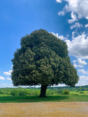 Fototapeta na wymiar Centuries old oak tree 