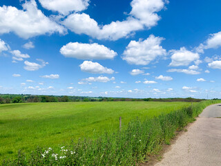 Grassy field on a sunny day