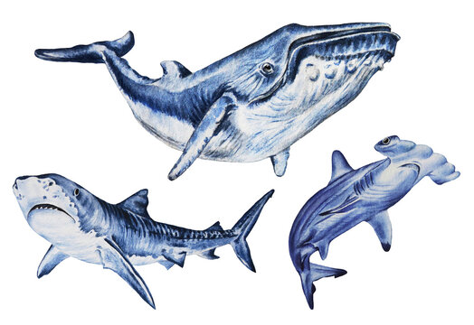 Great wild sharks and humpback blue whale isolated on white background. Hand drawn animals. Underwater animal.  Template.