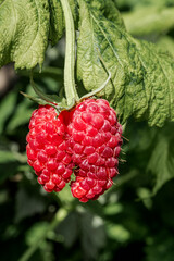 Red Raspberry (Rubus idaeus) in orchard