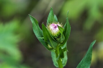 Unblown bud of a garden flower on a semi-blurred background.