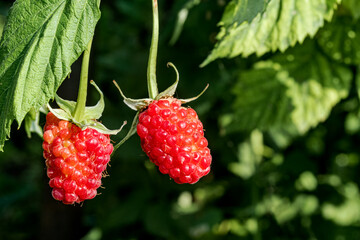 Red Raspberry (Rubus idaeus) in orchard