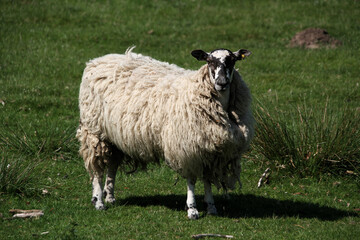 Obraz premium A view of a Sheep in a field on a sunny day