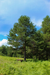 Obraz premium Large pine tree with a bench below. A field of ferns around with a forest in the background.