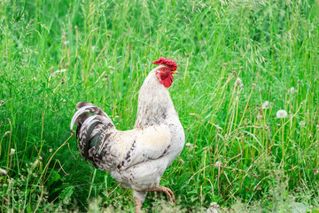 cock on the grass.