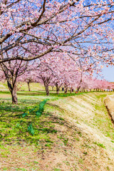 Fototapeta premium 桜並木