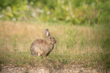 Lapin de garenne dans les herbes au printemps