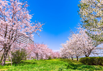 Obraz premium 桜と高層団地