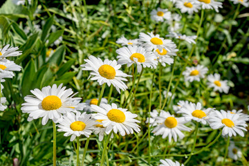 Ox-eye Daisy (Leucanthemum vulgare) in garden, Central Russia