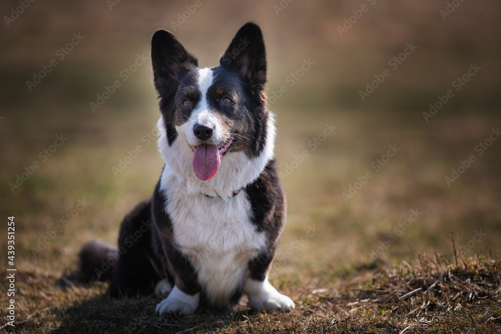 Poster welsh corgi cardigan