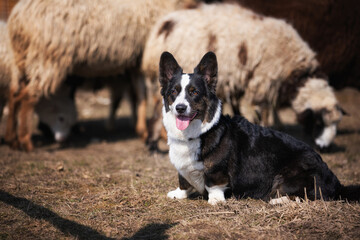 welsh corgi cardigan in shepherd's work