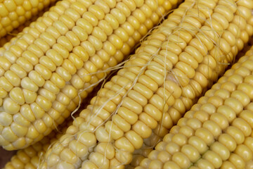 Corn close-up full frame background.