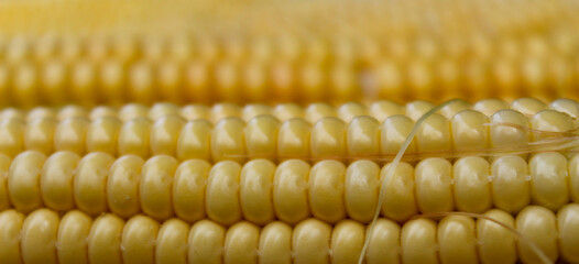 Banner. Freshly harvested corn, close up.