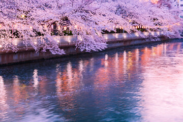 春の桜咲く東京ウォーターフロント　夕景