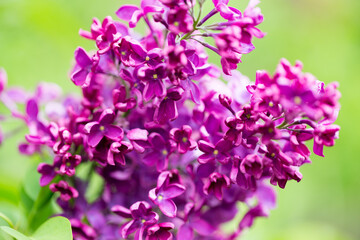 persian lilac flowers. Beautiful spring background of flowering lilac. Selective soft focus, shallow depth of field.