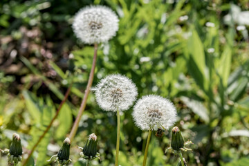 Common Dandelion (Taraxacum officinale) in meadow