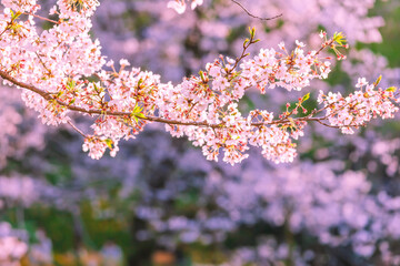 桜