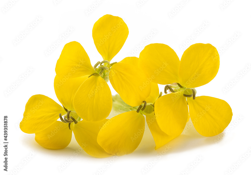 Sticker Yellow Wallflowers