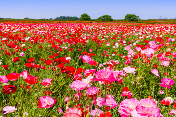 ポピーの花畑