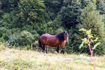 Horse. A wild horse stands alone in nature on a meadow. Wild stallion. Wild horse in Bosnia and...